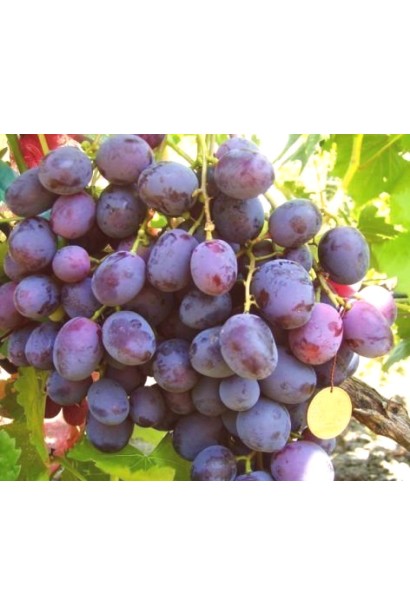 Виноград столовий Армані